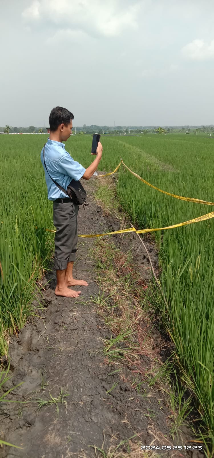 Jebakan Tikus Memakan Korban Di Bringin