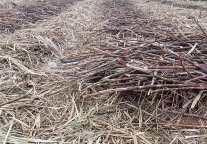 Diduga Armada Tak Mencukupi, Hasil Tebang Tebu Tak Terangkut Hingga Mengering