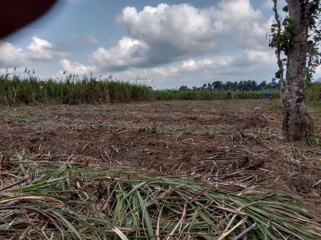 Kurang Lebih Setengah Hektar Tebu Milik PT Perkebunan Nusantara 1 Regional 4 HGU Glenmore Terbakar