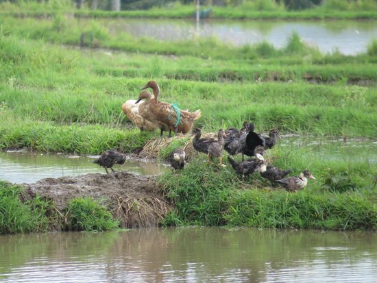 Ternyata Bebek (Itik) Berperan Dalam Pengendalian Hama Tikus pada Lahan Pertanian Padi